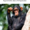 Apprendre des chimpanzés