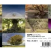 Arbres d'Ardèche - Photographies de Simon Bugnon