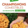 80 Champignons comestibles