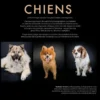 Chiens