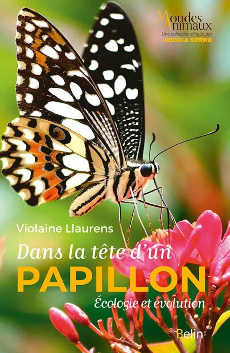 Dans la tête d'un papillon