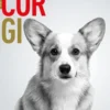 Le Corgi