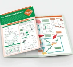 Les voies métaboliques