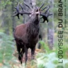 L'odyssée du brâme