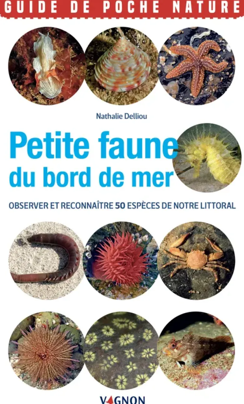 Petite faune du bord de mer