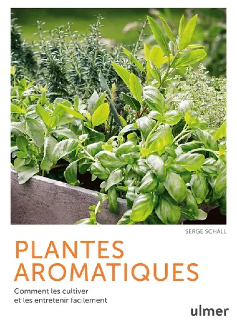 Plantes aromatiques - Comment les cultiver et les entretenir facilement