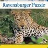 Puzzle léopard