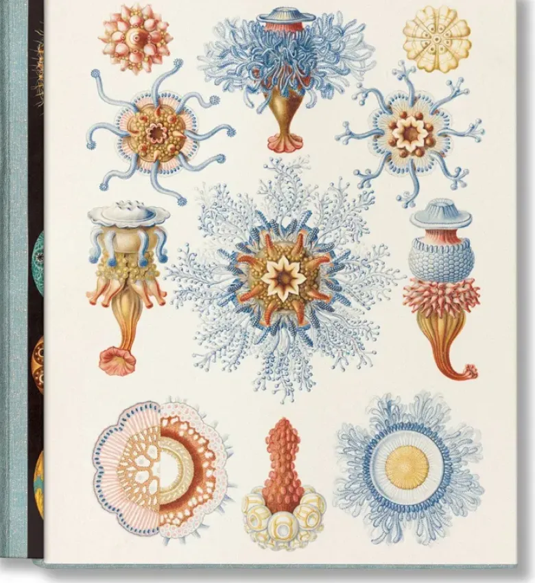 The Art and Science of Ernst Haeckel (GB/ALL/FR)